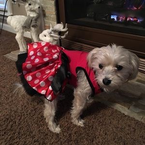 Cute Dog Dress